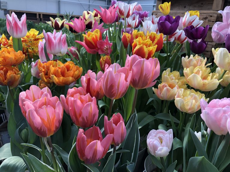 Tulpen pluktuin