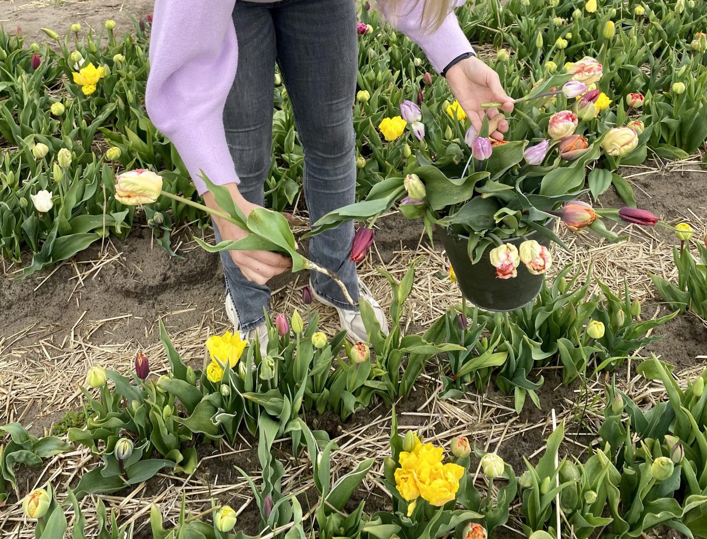 tulip-picking-garden-de-tulperij