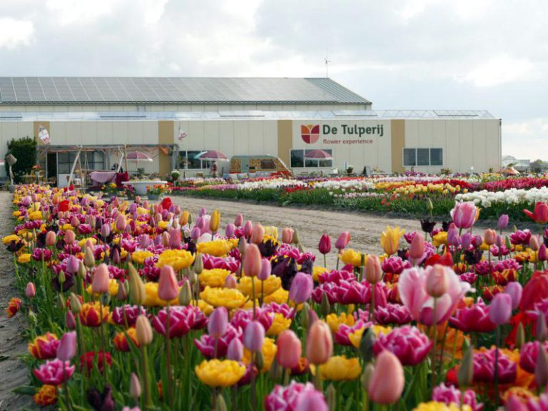 tulpen excursie, voorhout, De Tulperij. tulipfarm