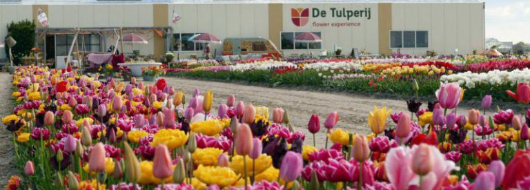 tulpen excursie, voorhout, De Tulperij. tulipfarm